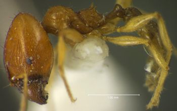 Media type: image;   Entomology 34227 Aspect: habitus lateral view